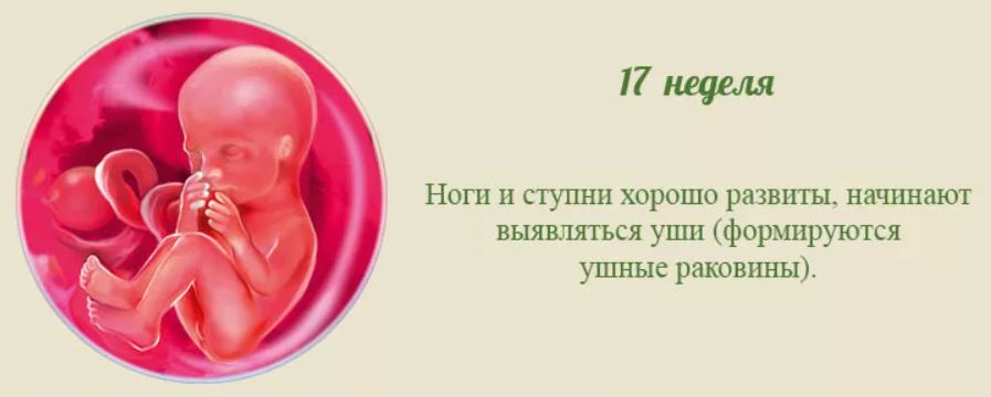17 неделя