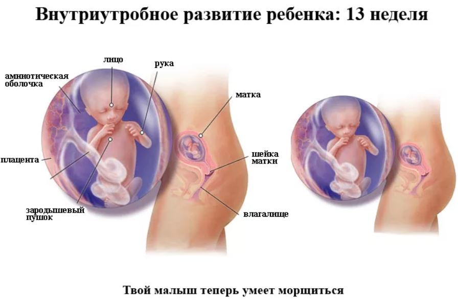 развитие малыша на 13 неделе